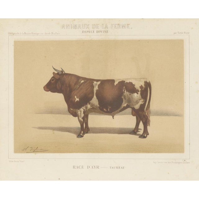 Olivier De Penne, Ayrshire Bull, Scottish Cattle, 1863, Chromolithograph For Sale - Image 9 of 9