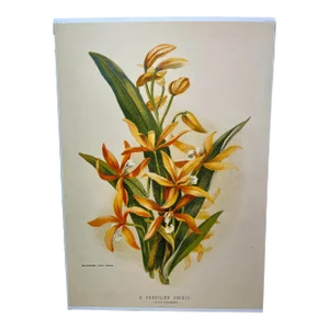 Antique Botanical Print From England Showcasing a Brazilian Orchid Flower With Green Foliage -Circa 1892