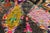Late 20th Century Vintage Azilal Moroccan Rug, 04'10 X 07'08 For Sale - Image 5 of 10