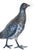 Bronze Pigeon is an original object realized in France the middle of the 20th century. Bronze. Dimensions: 23 x 9 x 18 cm....