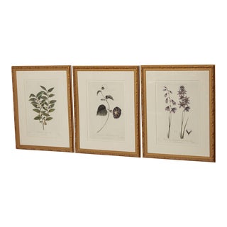Decorative Set of Three Botanical Prints For Sale