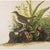 John James Audubon 1966 Vintage Farmhouse Cottage Print "Tawny Thrush" After John James Audubon For Sale - Image 4 of 7