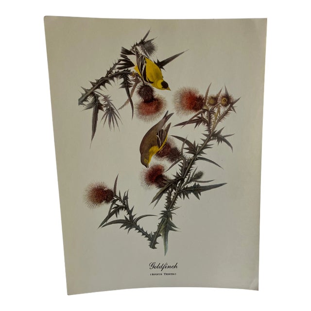 1960s After Audubon Goldfinch Print For Sale
