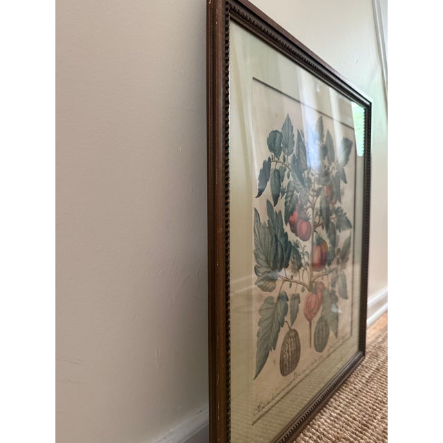 Illustration Antique Hand-Colored Engraving — Tomato & Melon Botanical Print After Basilius Besler, Framed For Sale - Image 3 of 18