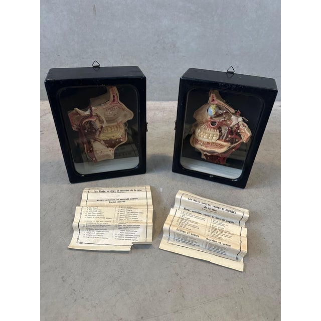 Antique Wax Model Head, 1890s For Sale - Image 16 of 18