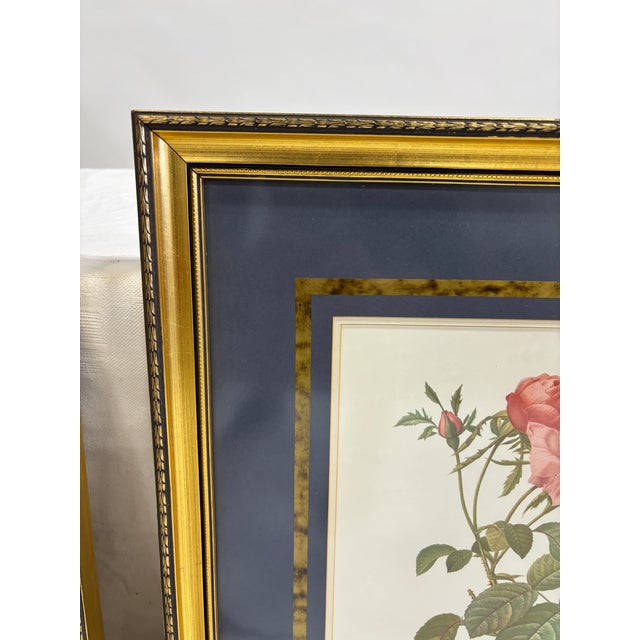 1980s Set of Six Framed Redoutè Rose Botanical Prints For Sale - Image 5 of 7