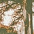 A. F. Nardi, Trees, Screen Print For Sale - Image 4 of 6