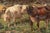 Oil on Canvas Painting of Cows by Raymond Desvarreux For Sale - Image 4 of 8