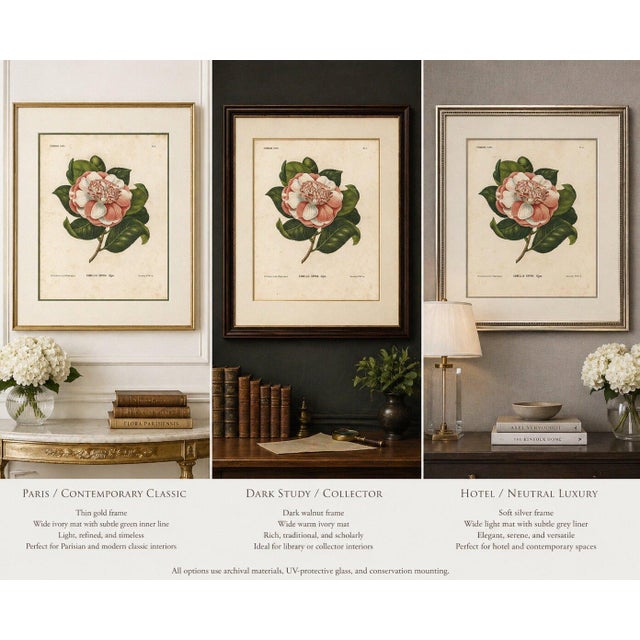 Camellia Sophia De Vriese, Botanical Lithograph, 1856, Lithograph on Paper For Sale - Image 3 of 9