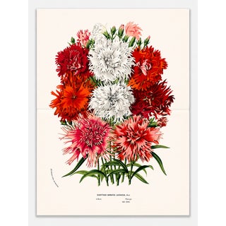 Antique Louis Van Houtte Botanical Lithograph, C. 1850 – Hand-Colored Double-Page Folio Plate For Sale