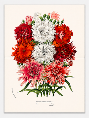 Antique Louis Van Houtte Botanical Lithograph, C. 1850 – Hand-Colored Double-Page Folio Plate
