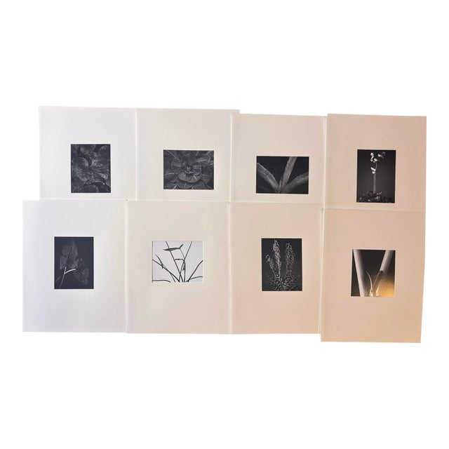 Late 20th Century Michael Johnson Botanicals Photography Portfolio 1979 - Set of 8 For Sale