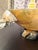 Hand Carved Horn Bowl With Horn Handles and Base For Sale In Miami - Image 6 of 8