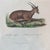 French Antique 18th Century "Antilope" Engraving Hand Colored Artwork For Sale - Image 4 of 8