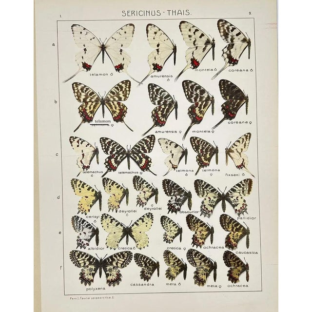 Illustration 1910s Adalbert Seitz Butterfly Prints – Sericinus - Thais & Thais - Doritis - Parnassius (C. 1909–1915), Set of 2 For Sale - Image 3 of 3