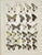 Illustration 1910s Adalbert Seitz Butterfly Prints – Sericinus - Thais & Thais - Doritis - Parnassius (C. 1909–1915), Set of 2 For Sale - Image 3 of 3
