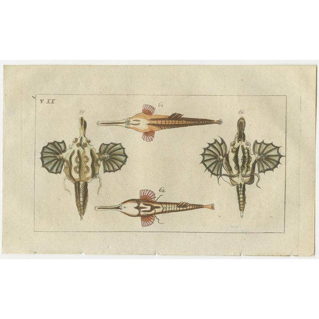 Gottlieb Tobias Wilhelm, Short Dragonfish, Pipefish and Seahorse, 1832, Paper, Set of 3 For Sale - Image 3 of 7