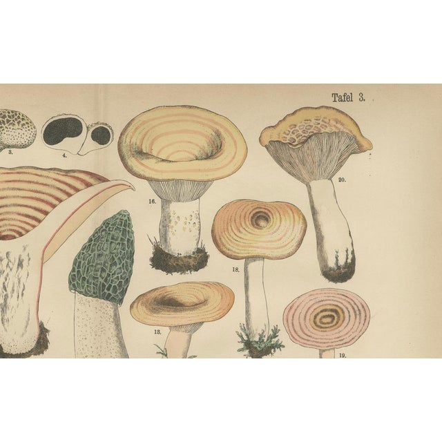Fünfstück, Morel & Funnel Mushrooms, 1885, Paper For Sale - Image 6 of 9