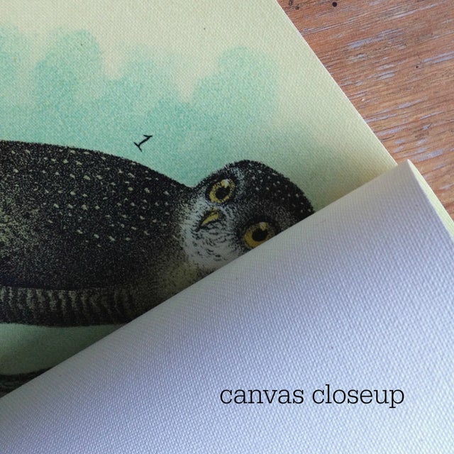 Reproduction of an Antique 'World Birds' Wall Hanging For Sale - Image 4 of 9