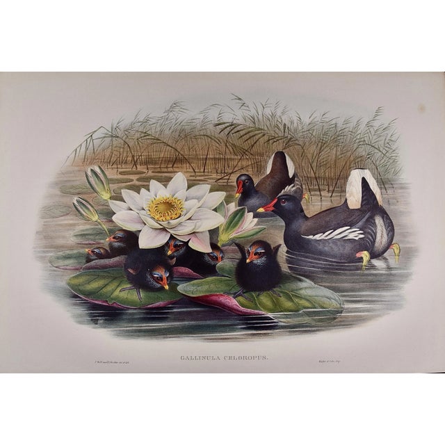 This is an original 19th century hand-colored folio-sized lithograph entitled "Gallinula Chloropus" (Moorhen) by John...