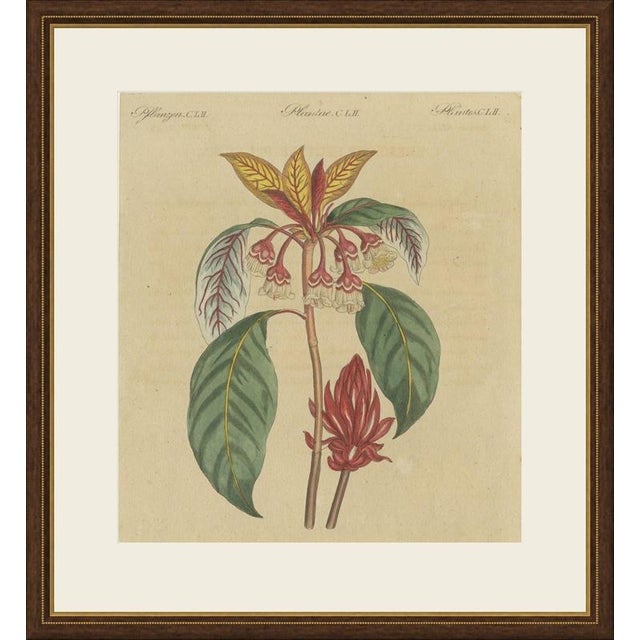 This antique botanical print comes from the vienna edition of bertuch's bilderbuch and shows a flowering shrub under the...