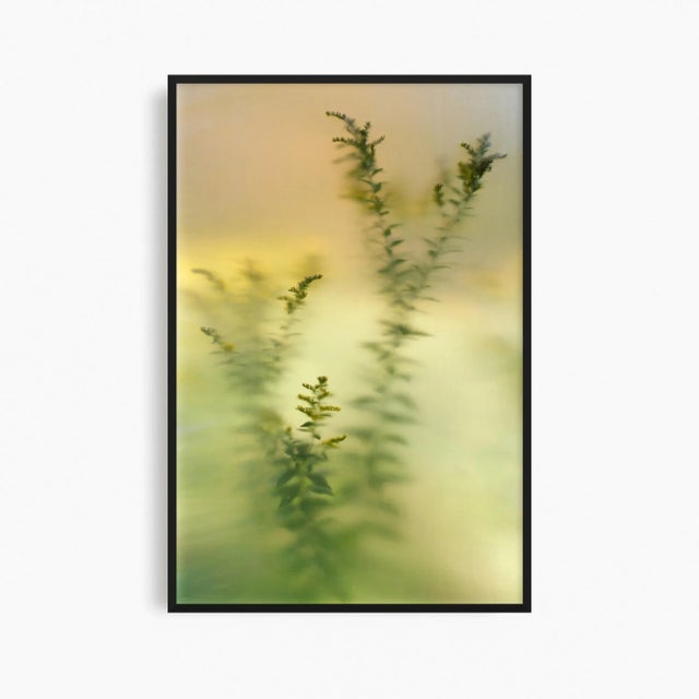 Not Yet Made - Made To Order Minimalist Nature Photography Print, 'Diffused Goldenrod' Artwork, Large 40 X 60" Fine Art Photograph For Sale - Image 5 of 7