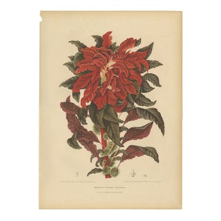 Berthe Hoola van Nooten, Joseph's Coat, 1880, Chromolithograph For Sale