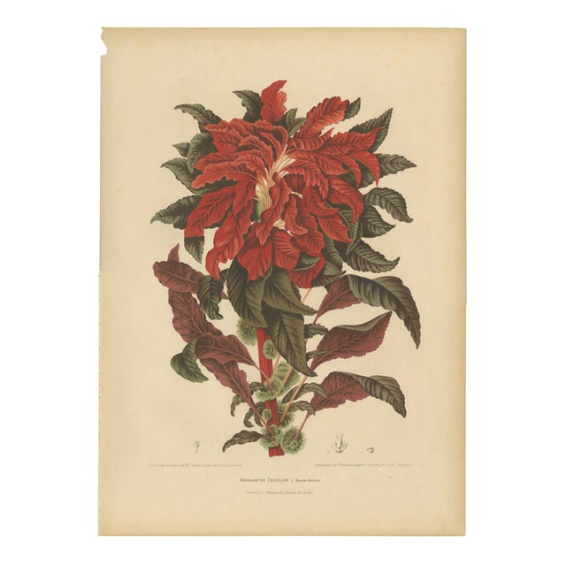 Berthe Hoola van Nooten, Joseph's Coat, 1880, Chromolithograph For Sale