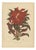 Berthe Hoola van Nooten, Joseph's Coat, 1880, Chromolithograph For Sale