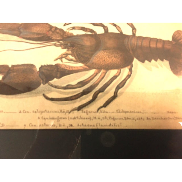 Group of Four Crustaceans Studies 1793 by f.d. Heidenreich For Sale - Image 17 of 18