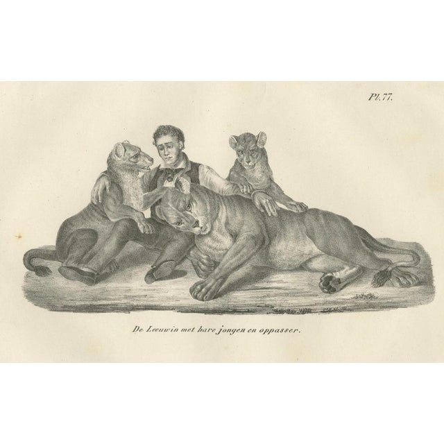 C.C. G. Zool., Lioness, Her Cubs, and Their Caretaker, 1836, Lithograph For Sale - Image 6 of 11