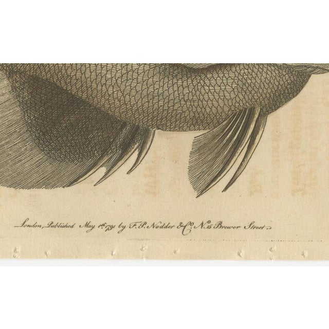 Long-Nosed Surgeonfish, 1794, Print on Paper For Sale - Image 4 of 12