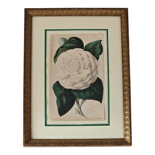 Framed Botanical Camellia Print "Countess of Derby" Plate 157 For Sale