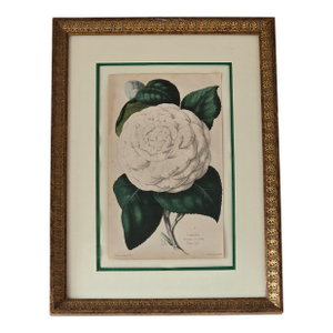 Framed Botanical Camellia Print "Countess of Derby" Plate 157