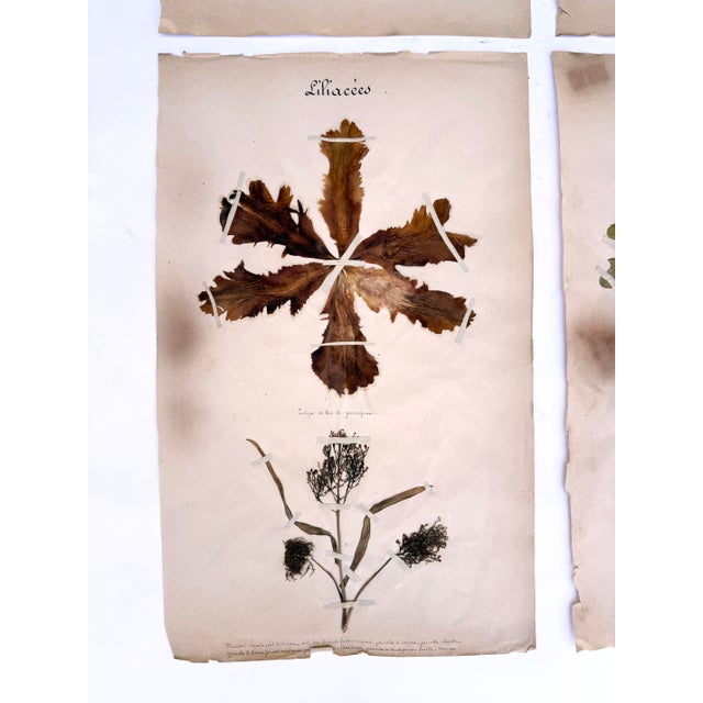 Paper Oversized Antique French Herbarium Specimens – Set of 8 | Original 19th Century Pressed Botanical Collection From Paris For Sale - Image 7 of 17