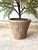Contemporary Pottery Barn Faux Artificial Cedar Cypress Evergreen Potted Plant Tree For Sale - Image 3 of 7