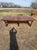 Long 18th Century French Walnut Farm Table or Monastery Dining Table For Sale - Image 4 of 18