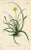 Original early-1800s hand-colored botanical print published in "Curtis's Botanical Magazine", the oldest and longest...