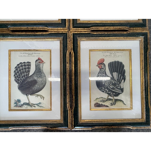 Antique Colored Rooster Prints in Trowbridge Frames - Set of 4 For Sale - Image 9 of 12