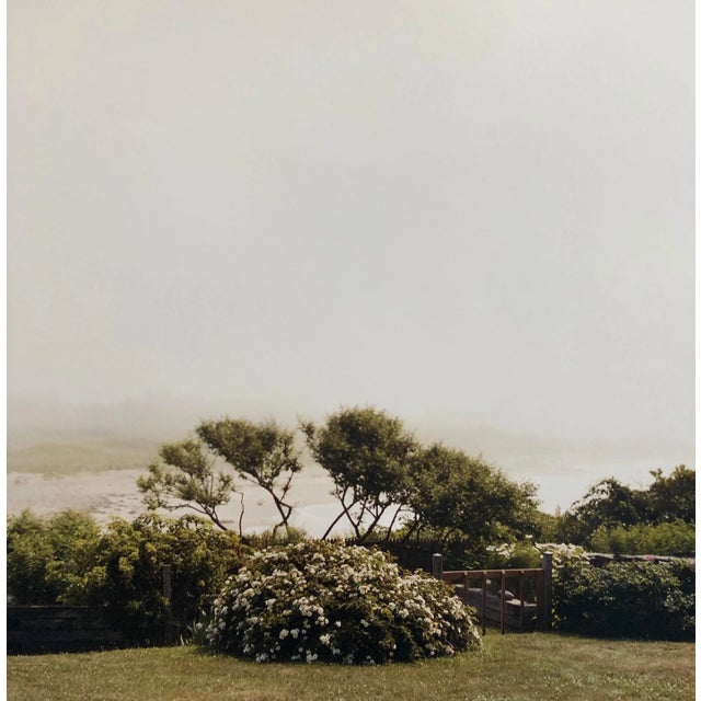 American Peter C. Jones 1, Wild Roses, Large Format Photo 24X20 Color Photograph Beach House, 2004 For Sale - Image 3 of 6