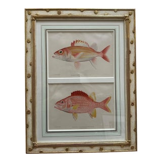 Antique Hand Colored Fish Engraving Prints in Jerry Solomon Frame For Sale