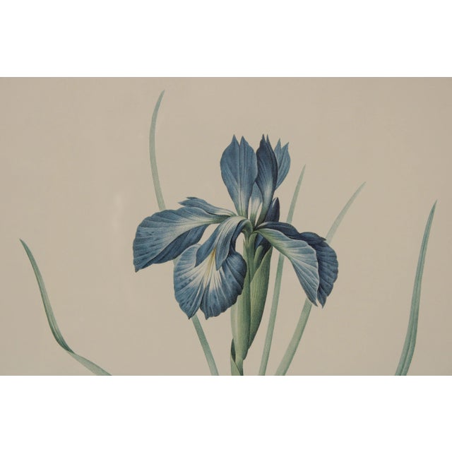 Vintage Iris Botanical Prints After Pierre-Joseph RedoutT - A Pair For Sale - Image 9 of 13