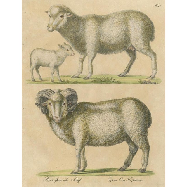 Brodtmann, Spanish Sheep, Ewe, Lamb & Ram, Lithograph, 1816 For Sale - Image 3 of 9