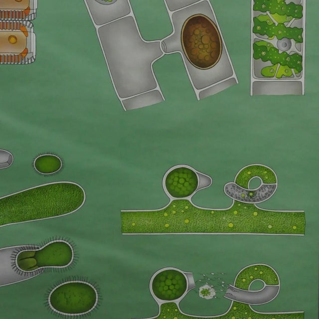 Quentell Freshwater Algae Plants Maritime Decoration by Pull-Down Wall Chart For Sale - Image 4 of 7