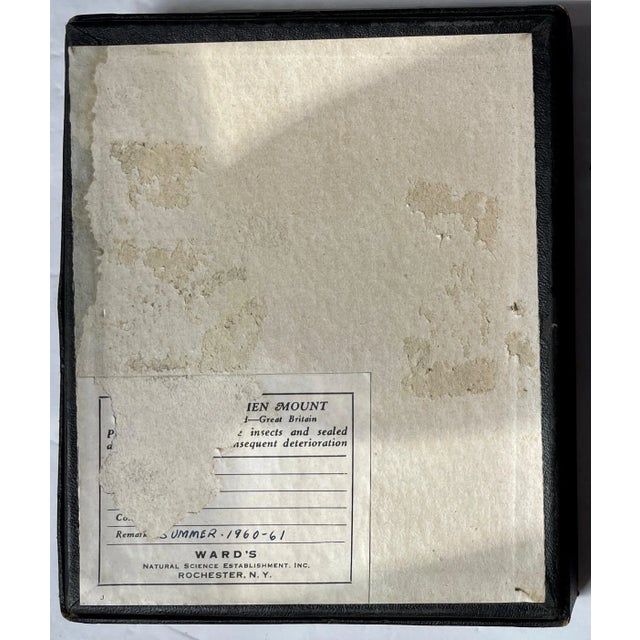 1960s Butterfly Moth Samples in Specimen Boxes- Set of 2 For Sale In Monterey, CA - Image 6 of 7