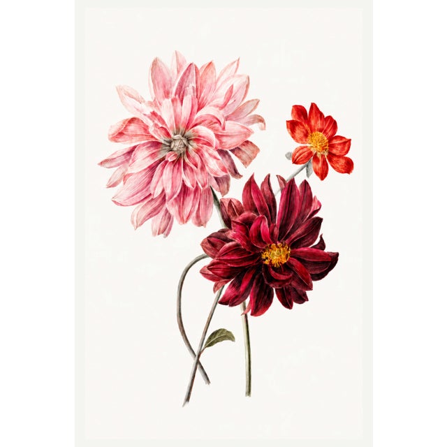 Dahlias by Willem Hekking, Vintage Botanical Art Print, 40" X 60" For Sale