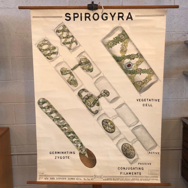 Educational, botanical biology, roll-up, chart depicting Spirogyra water silk algae by New York Scientific Supply Co. is...