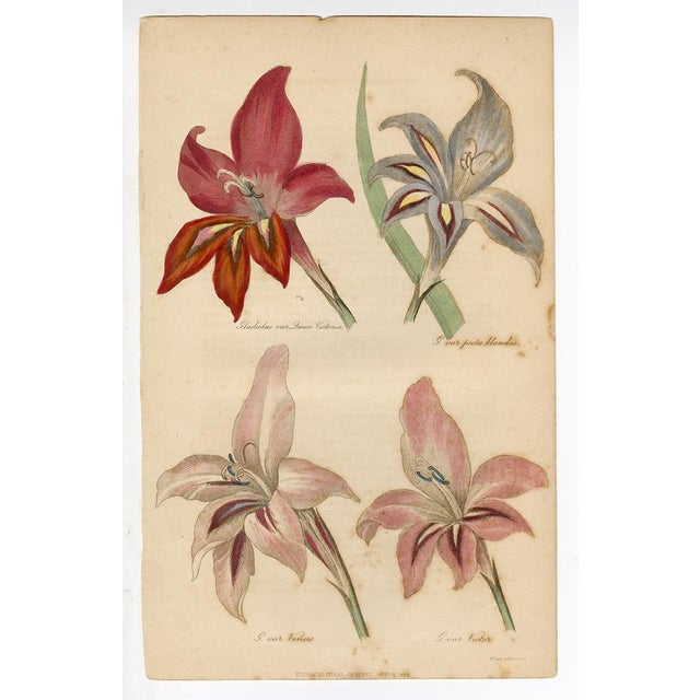 Traditional "Clematis Siebaldii" Antique Engraving For Sale - Image 3 of 3