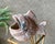 Rustic Chic Late 20th-Century Barro Rojo (Red Clay) in or Out of Doors Wide-Mouth Fish Planter, Mexico For Sale - Image 14 of 18