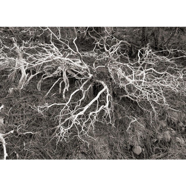 This digital archival print size is 18" x 12" printed on 19" x 13" Vibrance Matte Paper from Breathing Color in Austin,...